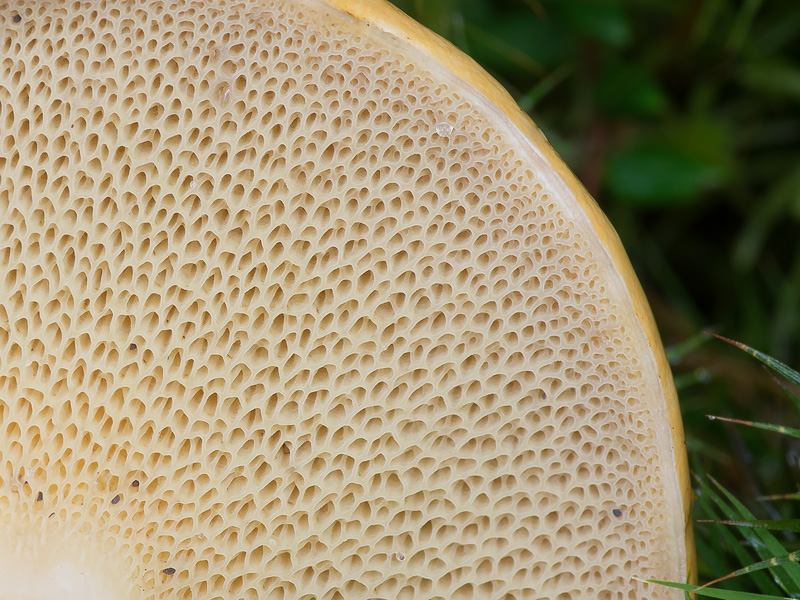 Suillus bovinus